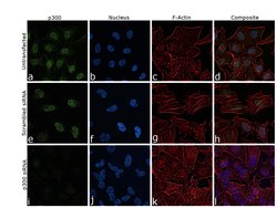 Invitrogen p300 Monoclonal Antibody (RW128) 100 &mu;L; Unconjugated:Antibodies,