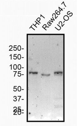 Invitrogen NOD2 Monoclonal Antibody (2D9) 100 &mu;L; Unconjugated:Antibodies,
