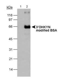 Invitrogen 3-hydroxykynurenine Monoclonal Antibody (P3UI) 100 &mu;L | Buy Online | Invitrogen&trade; | Fisher Scientific