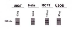 Invitrogen BRCA1 Monoclonal Antibody (MU) 100 &mu;L; Unconjugated:Antibodies,