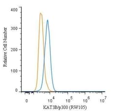 Invitrogen p300 Monoclonal Antibody (RW105) 100 &mu;L; Unconjugated:Antibodies,