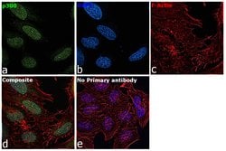 Invitrogen p300 Monoclonal Antibody (RW105) 100 &mu;L; Unconjugated:Antibodies,