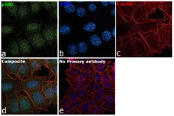 Invitrogen p300 Monoclonal Antibody (RW105) 100 &mu;L; Unconjugated:Antibodies,