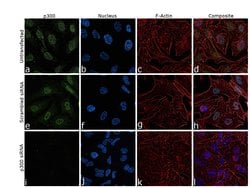 Invitrogen p300 Monoclonal Antibody (RW105) 100 &mu;L; Unconjugated:Antibodies,