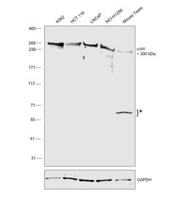 Invitrogen p300 Monoclonal Antibody (RW105) 100 &mu;L; Unconjugated:Antibodies,