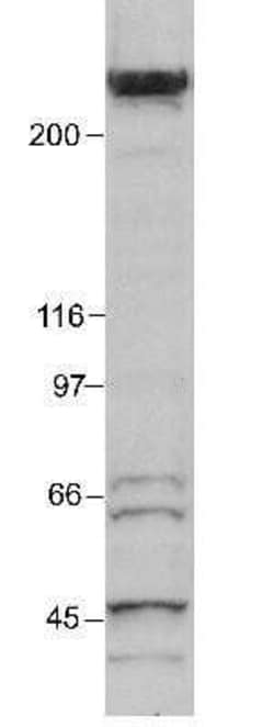 Invitrogen p300 Monoclonal Antibody (RW105) 100 &mu;L; Unconjugated:Antibodies,