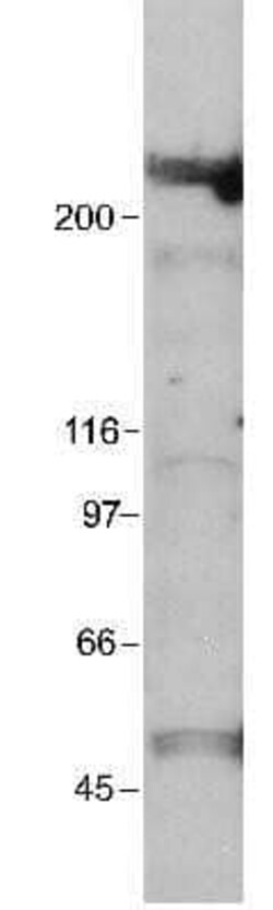 Invitrogen p300 Monoclonal Antibody (RW109) 200 &mu;L | Buy Online | Invitrogen&trade; | Fisher Scientific