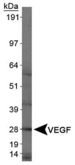 Invitrogen VEGF Monoclonal Antibody (VG1) 100 &mu;g; Unconjugated:Antibodies,