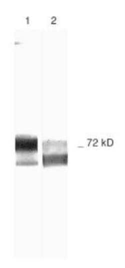 Invitrogen MMP2 Monoclonal Antibody (2C1) 100 &mu;L; Unconjugated:Antibodies,