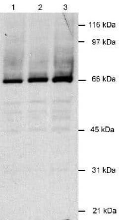 Invitrogen KSHV LANA2 Monoclonal Antibody (CM-A807) 100 &mu;L | Buy Online | Invitrogen&trade; | Fisher Scientific