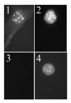 Invitrogen p19ARF Monoclonal Antibody (5-C3-1) 100 &mu;L; Unconjugated:Antibodies,