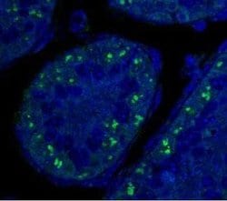Invitrogen p19ARF Monoclonal Antibody (5-C3-1) 100 &mu;L; Unconjugated:Antibodies,