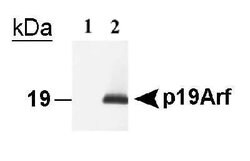 Invitrogen p19ARF Monoclonal Antibody (5-C3-1) 100 &mu;L; Unconjugated:Antibodies,