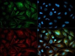 Invitrogen NQO1 Monoclonal Antibody (A180) 100 &mu;L; Unconjugated:Antibodies