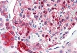 Invitrogen NQO1 Monoclonal Antibody (A180) 100 &mu;L; Unconjugated:Antibodies