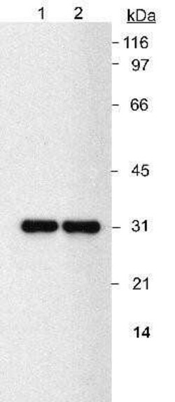 Invitrogen NQO1 Monoclonal Antibody (A180) 100 &mu;L; Unconjugated:Antibodies