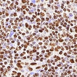 Invitrogen hnRNP M1-M4 Monoclonal Antibody (1D8) 200 &mu;L; Unconjugated:Antibodies,