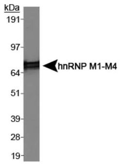 Invitrogen hnRNP M1-M4 Monoclonal Antibody (1D8) 200 &mu;L; Unconjugated:Antibodies,