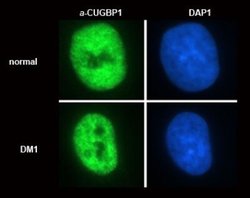 Invitrogen CUGBP1 Monoclonal Antibody (3B1) 100 &mu;L; Unconjugated:Antibodies,