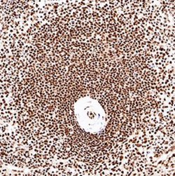 Invitrogen CUGBP1 Monoclonal Antibody (3B1) 100 &mu;L; Unconjugated:Antibodies,