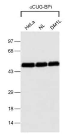 Invitrogen CUGBP1 Monoclonal Antibody (3B1) 100 &mu;L; Unconjugated:Antibodies,