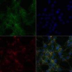 Invitrogen ATP1A1 Monoclonal Antibody (464.6) 50 &mu;L | Buy Online | Invitrogen&trade; | Fisher Scientific