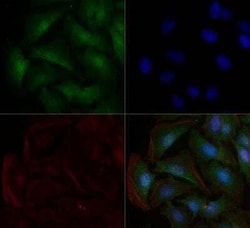 Invitrogen ATP1A1 Monoclonal Antibody (464.6) 50 &mu;L | Buy Online | Invitrogen&trade; | Fisher Scientific