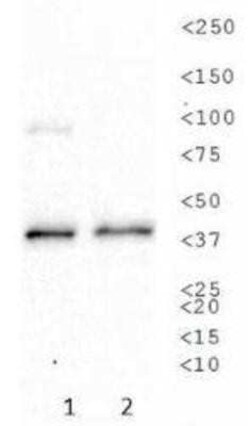 Invitrogen ATP1B1 Monoclonal Antibody (464.8 (aka 8A)) 100 &mu;L; Unconjugated:Antibodies,