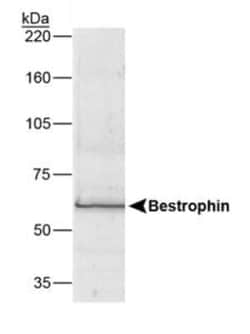 Invitrogen Bestrophin 1 Monoclonal Antibody (E6-6) 100 &mu;L; Unconjugated:Antibodies,