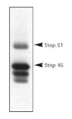 Invitrogen STEP Monoclonal Antibody (23E5) 100 &mu;L; Unconjugated:Antibodies,
