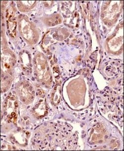 Invitrogen HIP1R Monoclonal Antibody (1E1) 100 &mu;L; Unconjugated:Antibodies,