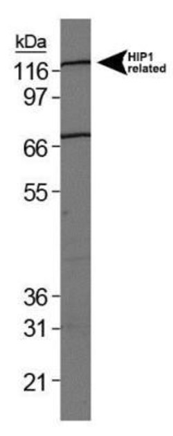 Invitrogen HIP1R Monoclonal Antibody (1E1) 100 &mu;L; Unconjugated:Antibodies,