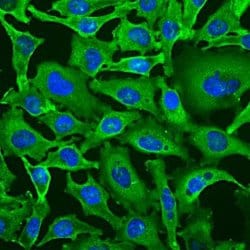 Invitrogen GAPDH Monoclonal Antibody (1D4) 100 &mu;L; Unconjugated:Antibodies,