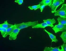 Invitrogen GAPDH Monoclonal Antibody (1D4) 100 &mu;L; Unconjugated:Antibodies,