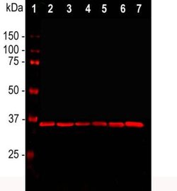Invitrogen GAPDH Monoclonal Antibody (1D4) 100 &mu;L; Unconjugated:Antibodies,