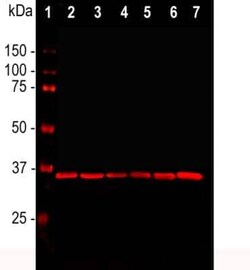 Invitrogen GAPDH Monoclonal Antibody (1D4) 100 &mu;L; Unconjugated:Antikörper