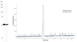 Invitrogen GAPDH Monoclonal Antibody (1D4) 100 &mu;L; Unconjugated:Antibodies,