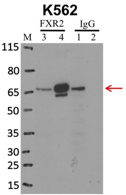 Invitrogen FXR2 Monoclonal Antibody (1G2) 100 &mu;L | Buy Online | Invitrogen&trade; | Fisher Scientific