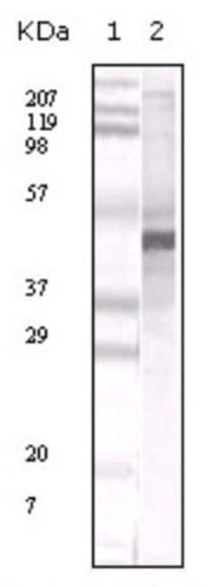 Invitrogen Apolipoprotein A5 Monoclonal Antibody (1G5G9) 100 &mu;L; Unconjugated:Antibodies,