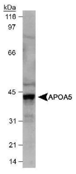 Invitrogen Apolipoprotein A5 Monoclonal Antibody (1G5G9) 100 &mu;L; Unconjugated:Antibodies,