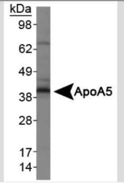 Invitrogen Apolipoprotein A5 Monoclonal Antibody (1G5G9) 100 &mu;L; Unconjugated:Antibodies,