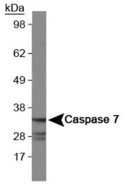 Invitrogen Caspase 7 Monoclonal Antibody (Mch3 1-1-11) 100 &mu;L; Unconjugated:Antibodies,