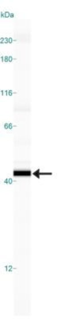 Invitrogen Caspase 7 Monoclonal Antibody (Mch3 1-1-11) 100 &mu;L; Unconjugated:Antibodies,
