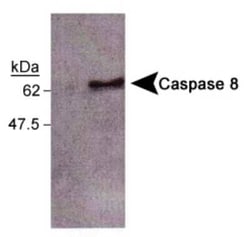 Invitrogen Caspase 8 Monoclonal Antibody (FLICE 4-1-20) 200 &mu;L; Unconjugated:Antibodies,
