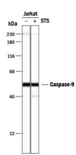 Invitrogen Caspase 9 Monoclonal Antibody (LAP6 96-2-22) 200 &mu;L; Unconjugated:Antibodies,