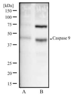 Invitrogen Caspase 9 Monoclonal Antibody (LAP6 96-2-22) 200 &mu;L; Unconjugated:Antibodies,