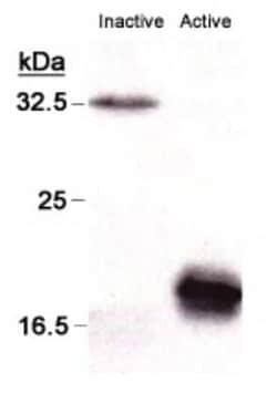 Invitrogen Active/Pro-Caspase 3 Monoclonal Antibody (CPP32 4-1-18) 200