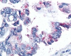 Invitrogen Survivin Monoclonal Antibody (32.1) 100 &mu;L; Unconjugated:Antibodies,