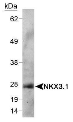 Invitrogen&trade;&nbsp;Nkx3.1 Monoclonal Antibody (0361)