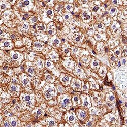Invitrogen ABCA1 Monoclonal Antibody (3A1.891.3) 100 &mu;L; Unconjugated:Antibodies,